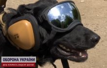 Чотирилапі герої: як собака-сапер Йорна готується до розмінування України (відео)