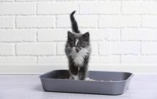 Ви навіть про це не підозрювали: чому кішка повинна першою зайти в новий дім