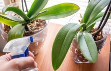 Позбудетеся від проблеми назавжди: чим поливати кімнатні квіти, щоб листя не жовтіли
