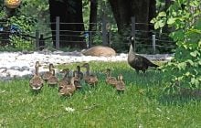 В Киевском зоопарке - неслыханное: гусь стал многодетным отцом чужих детей (фото)