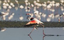 Из-за засухи в Испании фламинго не прилетели в знаменитую лагуну Фуэнте-де-Пьедра