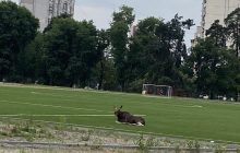 В Киеве в парке Партизанской славы заметили лося (фото, видео)