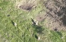 Війна у прямому ефірі: журналістка показала, як десантники просуваються під Бахмутом (відео)