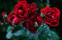 Чем лучше подкормить розы летом: всегда делаю только так