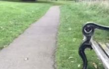 Ця головоломка під силу лише найуважнішим: знайдіть собаку за 11 секунд (фото)