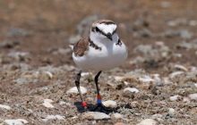 Має при собі "документи": на Одещині побачили рідкісного птаха, якому виповнилось 17 років