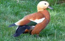 На Одещину через війну перекочували червонокнижні "священні" птахи (фото)