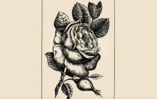 Лише найрозумніші зможуть розгадати оптичну ілюзію з трояндою за 20 секунд (фото)