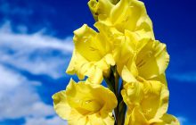 Вот как правильно сажать гладиолусы в открытый грунт и горшки: "золотые" советы