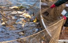 Вартість риби в Україні вже незабаром зросте на 20%: експерт назвав причину