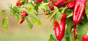 Як вирощувати гострий перець удома: 12 важливих порад