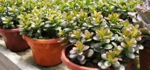 Как ухаживать за денежным деревом: садоводы поделились секретами