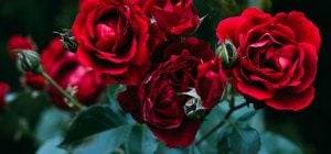 Важные правила ухода за розами осенью: эксперты назвали, что нельзя пропускать