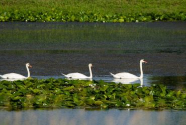 Рідкісні рослини та безліч птахів: на Одещині відкриють цікавий туристичний маршрут