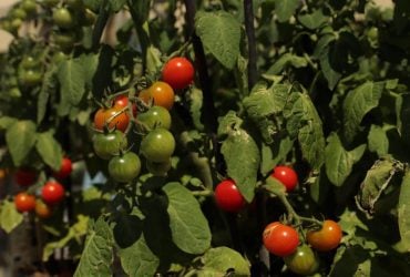 Как часто и правильно поливать помидоры - секреты хорошего урожая — УНИАН