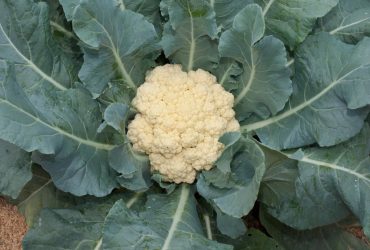 Урожай будет огромным: чем подкормить цветную капусту для завязывания кочанов