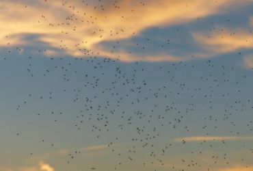 Українців атакують мошки: які натуральні засоби врятують