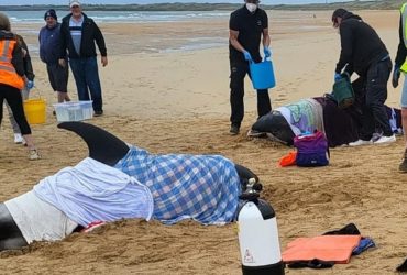 В Шотландии устроили спецоперацию по спасению потерявшихся на пляже дельфинов (фото, видео)