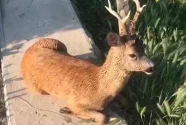 Дайте найменшим шанс: В МВС показали, як врятувати тварин з водної пастки (відео)