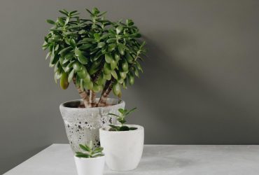 Оберег на удачу: эксперты назвали 3 комнатных растения, они принесут успех в 2025 году
