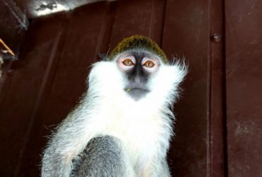 Зоопарк у Новій Каховці повністю затопило: майже всі тварини загинули (фото, відео)