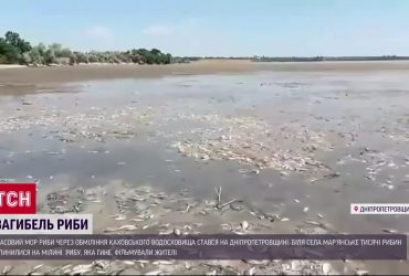 Екологічна катастрофа: масовий мор риби на Дніпропетровщині
