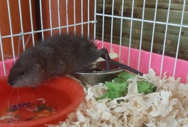 В Одессе спасли детеныша ондатры, которого вынесло в море из-за подрыва Каховской ГЭС