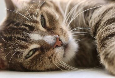 Почему кошка спит рядом с человеком: 5 причин и темные приметы