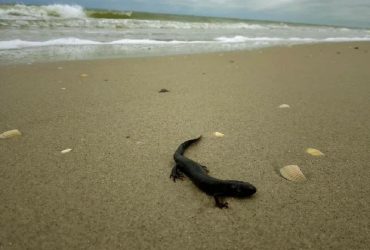 Теракт на Каховській ГЕС: на Одещину принесло багато загиблих червонокнижних тритонів