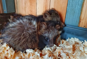 Військові врятували цуценят, які дрейфували в морі після підриву ГЕС (фото)