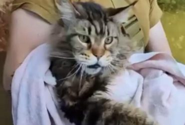 Кіт-гігант із затопленого Херсона став зіркою мережі після його порятунку (відео)