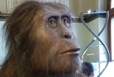 Древний предок человека не мог быстро бегать, - исследование