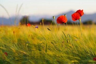 Вихідні та свята в червні 2023: як відпочиваємо на День Конституції