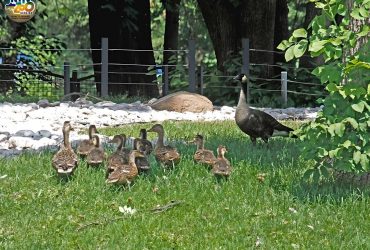 В Київському зоопарку - нечуване: гусак став багатодітним батьком чужих дітей (фото)