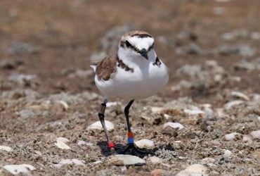 Має при собі документи: на Одещині побачили рідкісного птаха, якому виповнилось 17 років