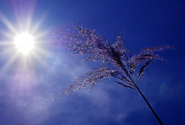 От Черного моря до США экстремальная погода угрожает урожаю, - Reuters