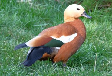В Одесскую область из-за войны перекочевали краснокнижные священные птицы (фото)