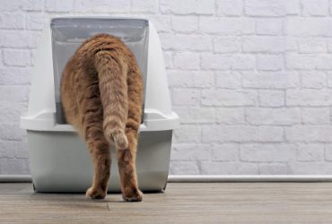 Под строгим запретом: почему кошкам нельзя давать рыбу и молоко