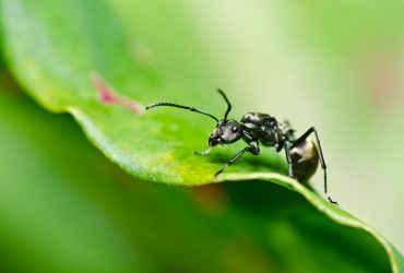Ученые подсчитали количество муравьев на Земле: цифры поражают воображение