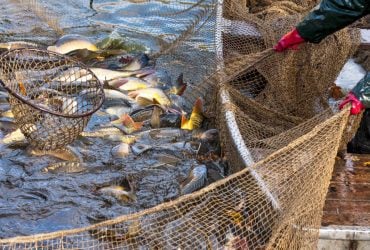 Стоимость рыбы в Украине в скором времени вырастет на 20%: эксперт назвал причину