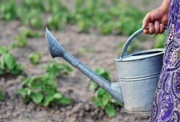 Раз на два тижні: що можна поливати настоєм кульбаби і навіщо це робити