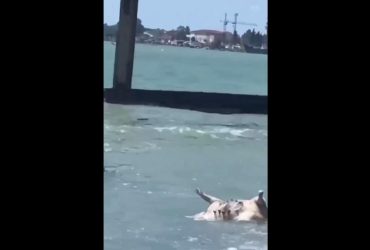 Наслідки теракту на Каховський ГЕС: в Абхазії до берега прибило трупи тварин