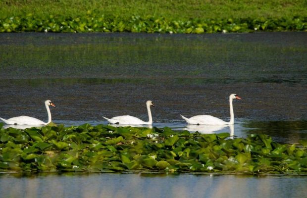 Рідкісні рослини та безліч птахів: на Одещині відкриють цікавий туристичний маршрут