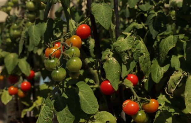 Як і коли висаджують помідори: отримаєте здорову розсаду і чудовий врожай