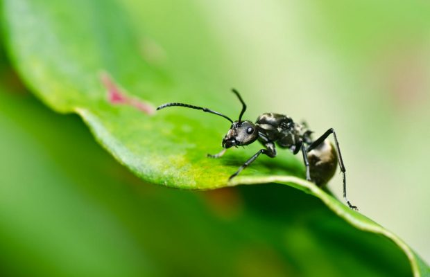 Народные средства от муравьев в огороде - дедовские методы, которые всегда работают