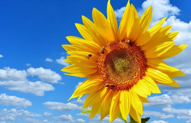 Як відпочиваємо в липні 2023: свята та вихідні дні