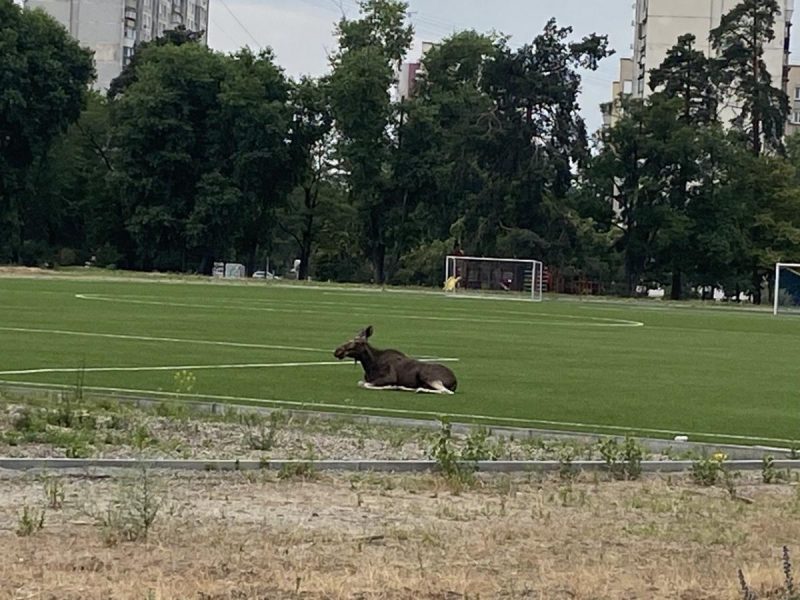 В Северной промзоне сняли на видео бегущего по дороге лося