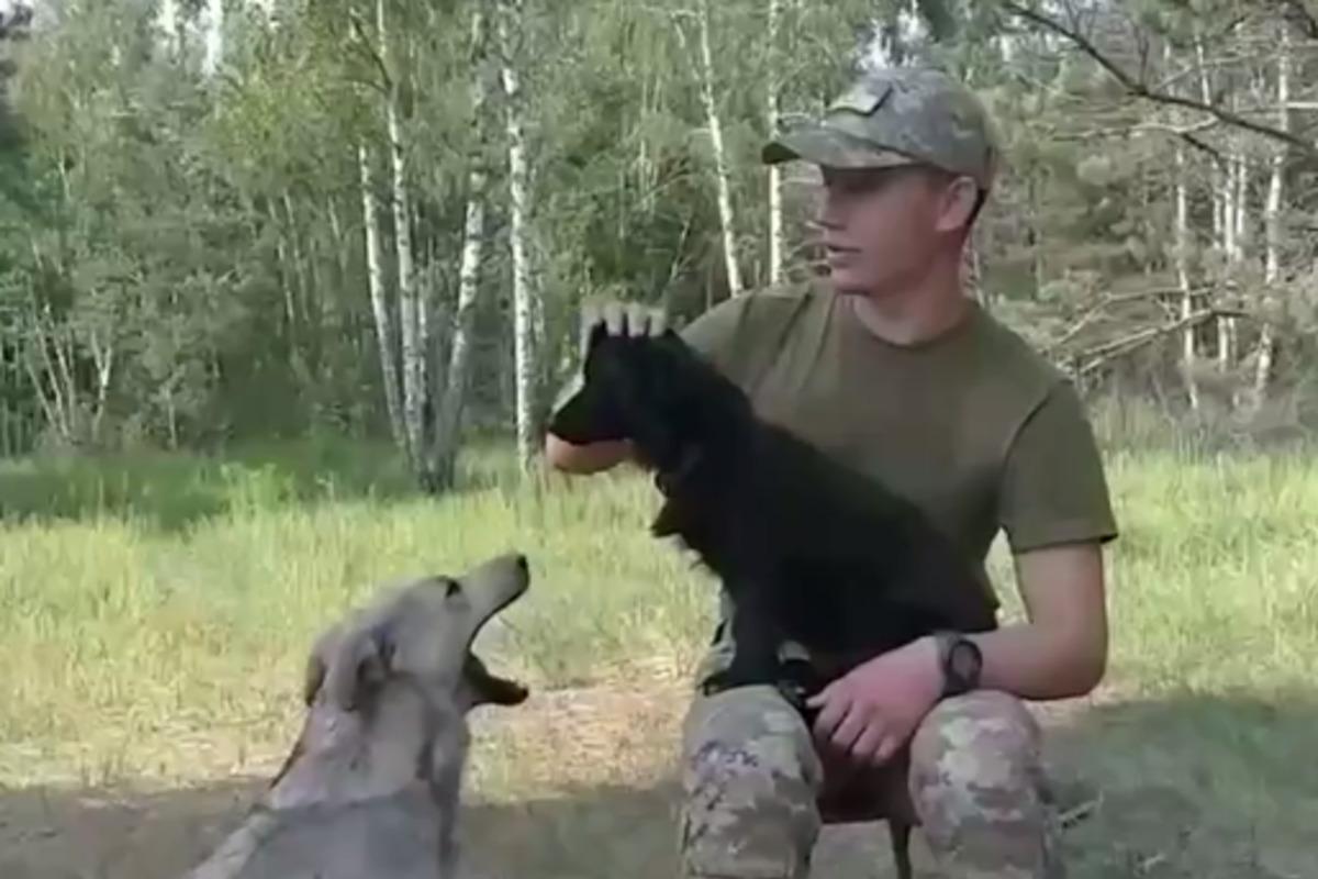 Пограничники показала псов-героев, которые самостоятельно преодолели границу Беларуси для защиты Украины / скриншот Пограничники показала псов-героев, которые самостоятельно преодолели границу Беларуси для защиты Украины / скриншот