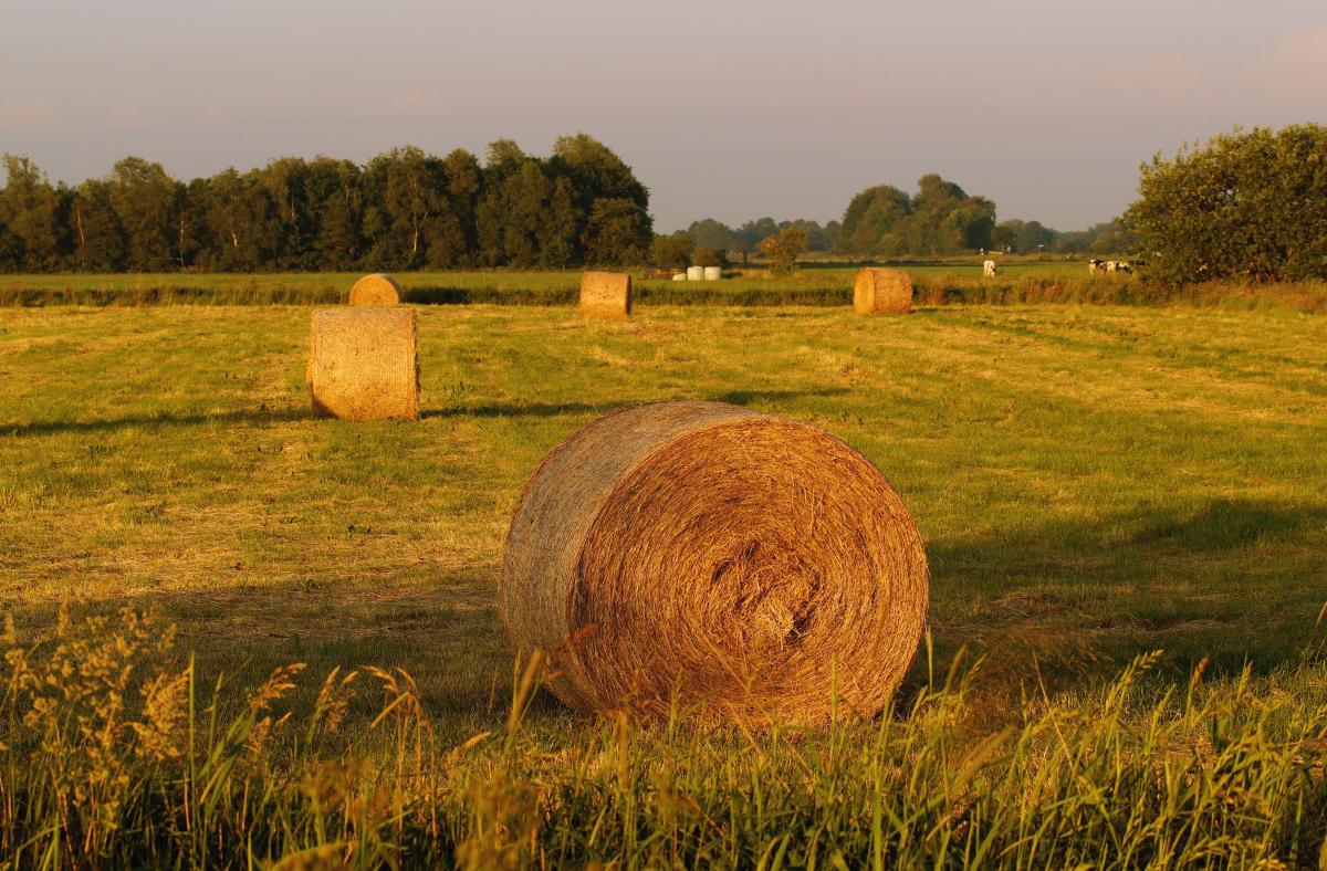 https://images.unian.net/photos/2023_07/1688838230-3350.jpg?r=104194