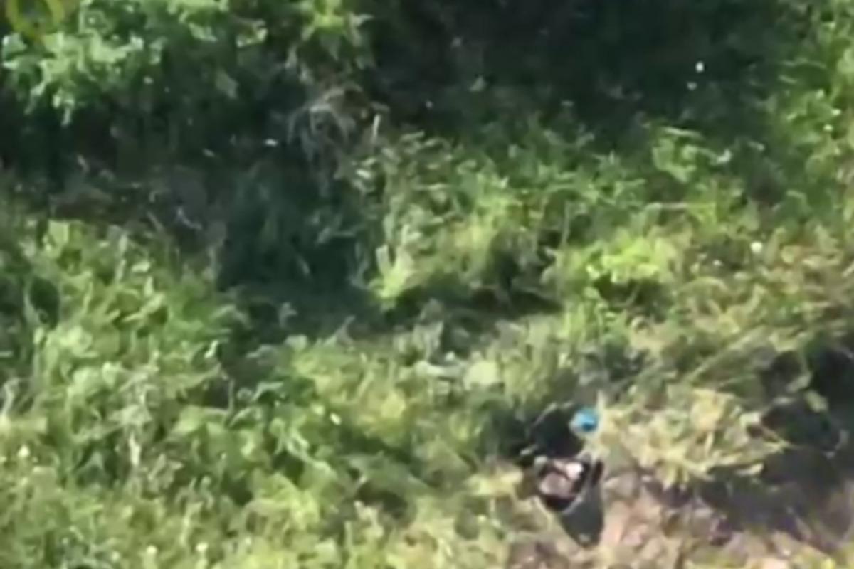 Бойцы 2-го отряда "Омега" бросили боеприпас оккупанту "на голову" / скриншот Бойцы 2-го отряда "Омега" бросили боеприпас оккупанту "на голову" / скриншот